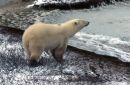 Polar Bear,Canadian Arctic